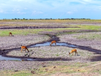 Rezerwat w Chobe (Botswana)